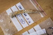 Kostěné šídlo patří mezi důležité nástroje z období lovců-sběračů-rybářů v Súdánu. Tento nález pochází z výzkumu Českého egyptologického ústavu FF UK v pohoří Sabaloka, na kterém Archeologický ústav Praha dlouhodobě spolupracuje.