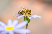 „Život na zemi je závislý na slunci. Sluneční energii zachytávají rostliny a ukládají ji jako cukerné zásoby. Včely si ji berou ve formě nektaru, a tak vlastně skladují v úle chemicky vázanou sluneční energii v podobě medu,“ vysvětluje Václav Krištůfek. Asi 80 procent všech kvetoucích rostlin opyluje hmyz, většinou včely medonosné.