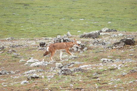The Ethiopian wolf, also known as the red jackal