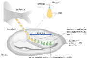 Schéma vývoje embrya hořavky od jeho nakladení až po vylíhnutí. Na schématu je vidět přemet vpřed a tvorba kotvičky na žloutkovém váčku. Celý přemet trvá asi 30 hodin.