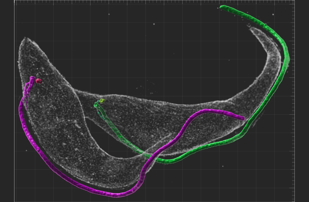 3D rekonstrukce cytoskeletu expandované buňky Trypanosoma brucei, která je v konečném stadiu buněčného dělení