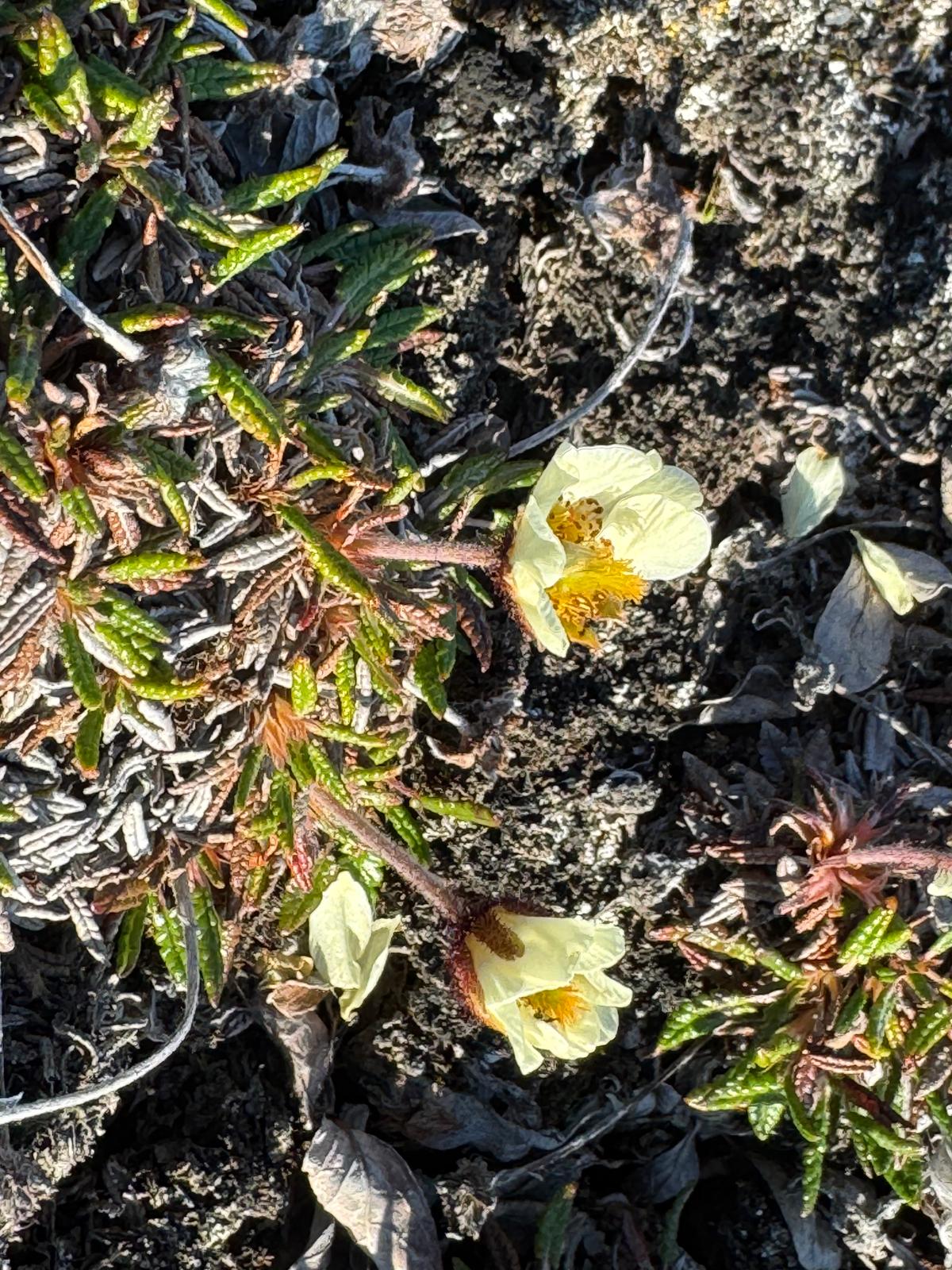 Drobná rostlina Dryas integrifolia