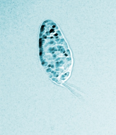 Diplonema papillatum_obarveno