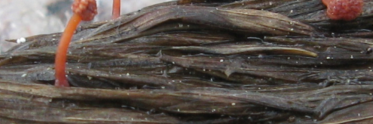 Zahlavi