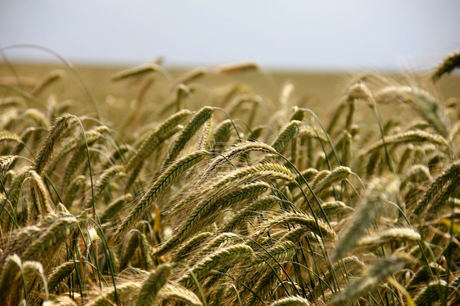 Wheat3(Pixabay)