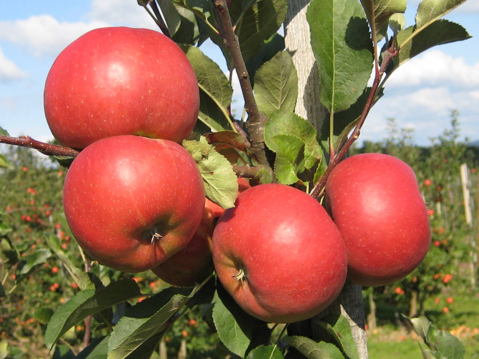 Яблоня карликовая голден делишес. Яблоня карликовая с2l. Карликовые яблони самоплодные. Яблони низкорослые сорта. Лучший сорт карликовых яблони.