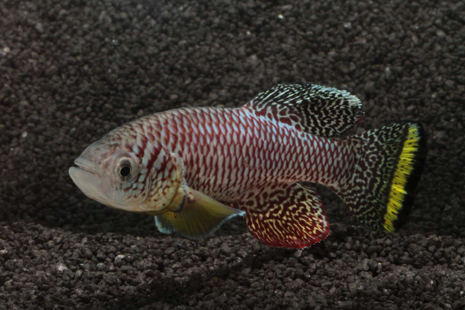 Zahlavi