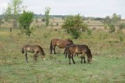 Milovice_IMG_0485