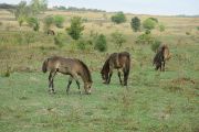 Milovice_IMG_0494
