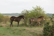 Milovice_IMG_0504
