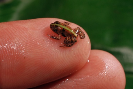 Afroskokan tajemný (Phrynobatrachus arcanus), mládě