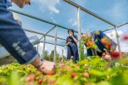 Chladnější a deštivé počasí sice v Česku odsunulo o několik týdnů samosběr jahod, v Chotobuzi ale Eva Zažímalová s kolegy ochutnala odrůdy, které zde pěstují za účelem studia mechanismů adaptace rostlin na podmínky prostředí. 