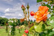 Co do počtu kultivarů růží (1600) je zahrada zároveň i největším rozáriem v České republice.   