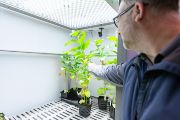 V pavilonu experimentálních technik se nacházejí také růstové komory, ve kterých se pěstuje například tabák. Díky specializovaným komorám lze regulovat modelové složení atmosféry, nastavit teplotu, vlhkost vzduchu či intenzitu a spektrální složení světla, a sledovat, jak rostliny, v tomto případě tabák, reaguje na změny podmínek. 