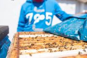 Včelař Aleš Mikšátko dopřává hmyzu dostatek prostoru a podněcuje jej ke stavbě nového díla vkládáním mezistěn. Snižuje tím možnost vyrojení včel, což je důležité s ohledem na velký výskyt lidí v okolí. 