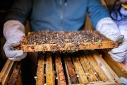 Pod střechou kostela bývá teplo, a vikýřové včelaření je tak charakterizováno časnějším rozvojem včelstev. „Včelaříme v nástavkových úlech s deseti až jedenácti rámky. Vůně vycházející z otevřeného úlu nám prozradí, která pastva včel má navrch, zda je z ovocných stromů, z lípy nebo levandule,“ říká Václav Krištůfek.