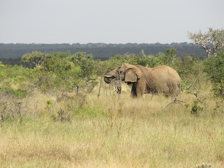 Slon africký