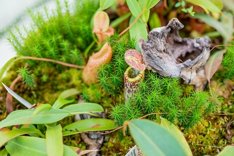 Botanická zahrada v Třeboni