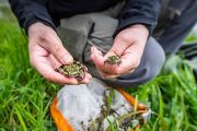 Nakonec se podařilo odchytit i skokana zeleného. Vlevo je dospělý jedinec, vpravo juvenil, tedy několik měsíců stará žába. Dorůstat může velikosti až deset centimetrů.