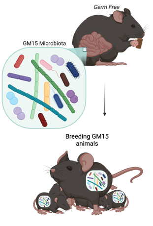 Special mouse model helps reveal how exactly the gut microbiome works -  Akademie věd České republiky