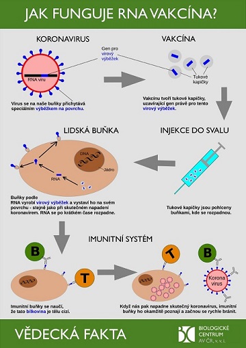 mRNA_vakcina_COVID_final_malé