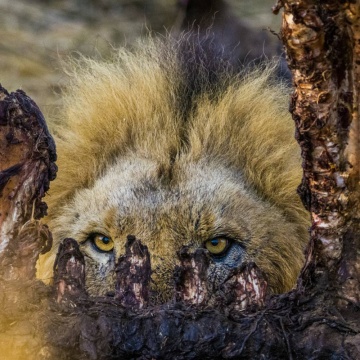 Podle slov vítěze za rok 2020, Lukáše Vejříka, mu soutěž umožňuje spojit práci s koníčkem, kterým je fotografováním divoké přírody.