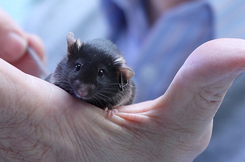Myš domácí s člověkem sdílí asi 98 procent svého genomu. Je tak ideálním modelem pro výzkum lidských genetických onemocnění.