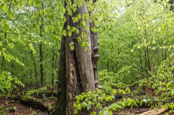 Množství tlejícího dřeva odlišuje prales od hospodářského lesa, kde jej lidé sklízí a ekonomicky využívají.