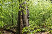 Množství tlejícího dřeva odlišuje prales od hospodářského lesa, kde jej lidé sklízí a ekonomicky využívají.