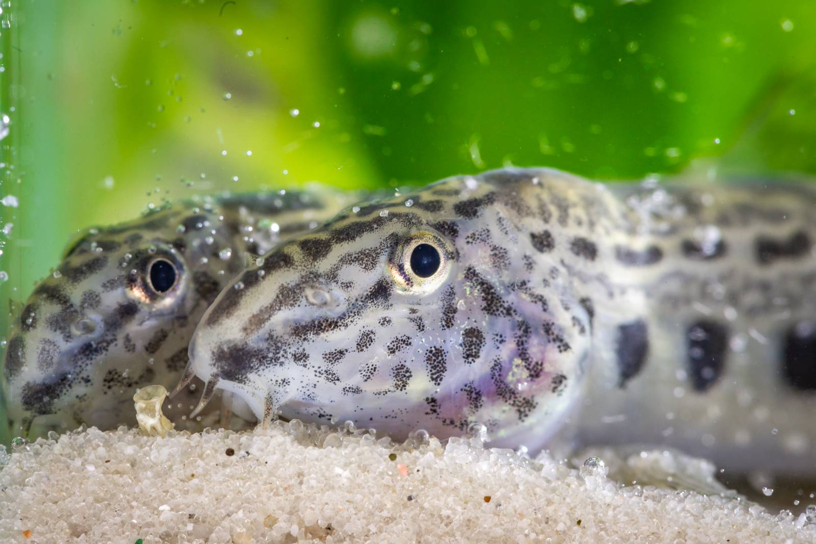 Clone wars raging on in our riverbeds are being studied by ...