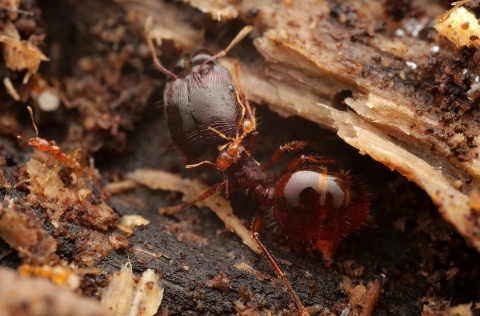 Kolik je na světě mravenců? Odborníci propočítali a zpřesnili své odhady