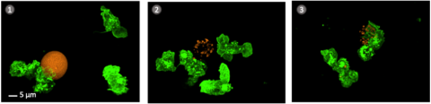 Okamžik distribuce antigenů ze školicích buněk (oranžová) do buněk příjemců (zelená). Na obr. 1 aktivní komunikace mezi buňkami. Na obr. 2 školicí buňka umírá a rozpadá se na malé části obsahující antigeny, které jsou postupně distribuovány a pohlcovány příjemci, což je znázorněno na obr. 3. 