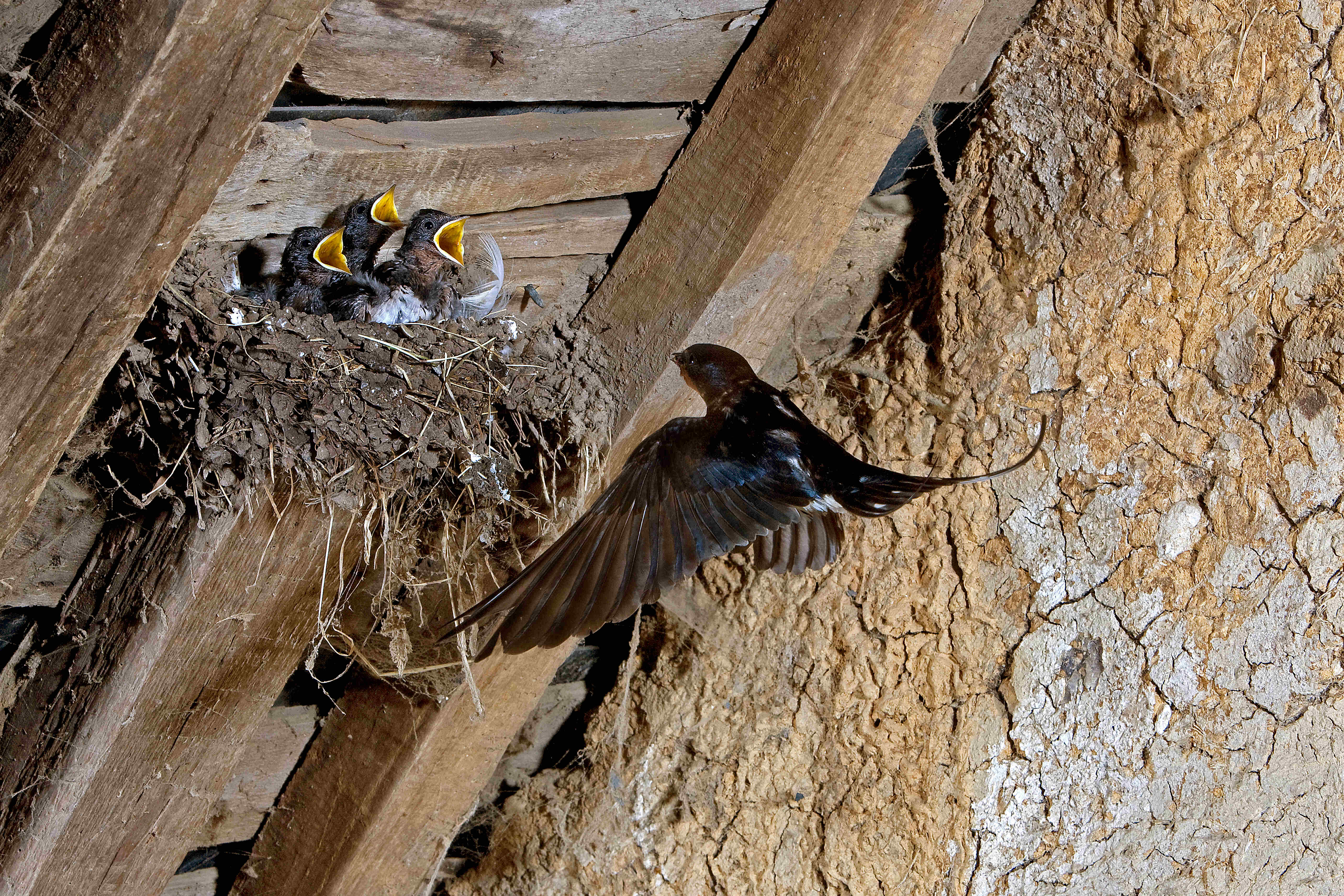 Swallow nest in agricultural building