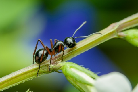 V České republice se nejhojněji vyskytuje mravenec obecný. Dělnice měří přibližně dva až pět milimetrů a váží okolo pěti miligramů.