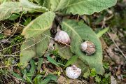 Animals, unlike humans, perceive vague terrain as a potentially habitable space, as a challenge to expand their habitat. A frequent inhabitant of vague terrain is the Roman snail. We found evidence of its presence everywhere we went with our camera: empty shells, and here and there a live specimen that hadn’t managed to hide from us.