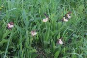 Orchidej střevíčník pantoflíček (Cypripedium calceolus) na zachovalé původní louce.