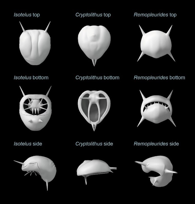 Trilobites free-swimming