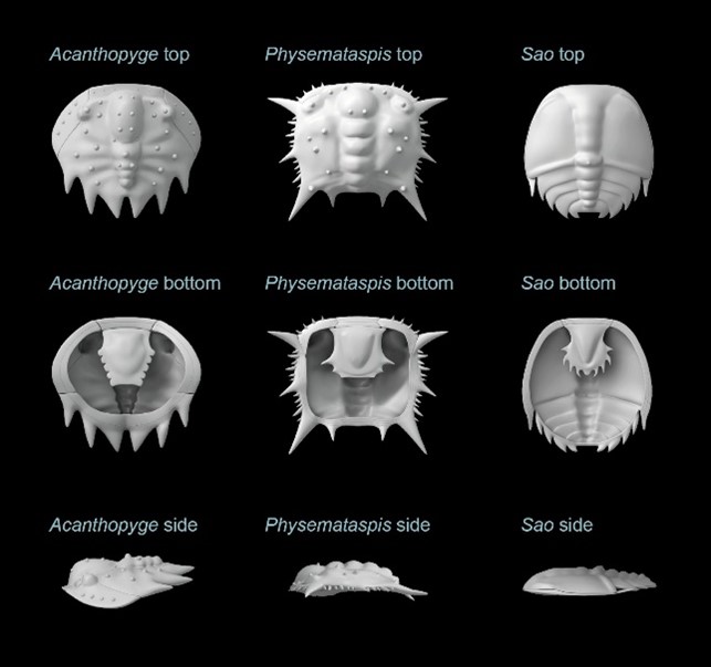 Trilobites seabed
