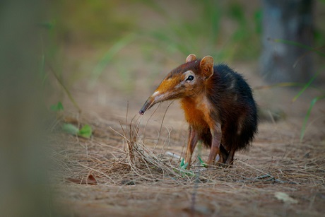  The black and rufous elephant shrew