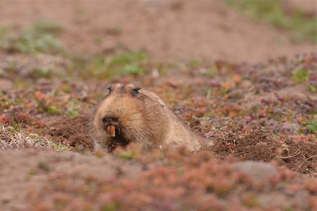 The big-headed African mole rat