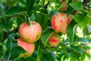 The Station of Apple Breeding for Disease Resistance is part of the Institute of Experimental Botany of the Czech Academy of Sciences, located in Střížovice near Turnov, Czech Republic.
