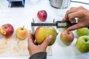 Modern breeding relies on various measurable parameters from the laboratory.
