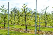 Disease resistance significantly reduces the need for chemical sprays in orchards, which lowers costs, allows fruit to be grown organically, and protects the environment.
