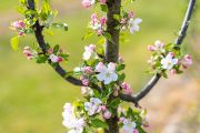 Střížovice apple varieties are highly sought after by growers from all around the world.