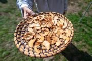 K louce u Královského smrku, kde se konají Dny lesních řemesel, je to jen kousek. Na přivítanou jsme dostaly jablka sušená v dymné sušárně. 