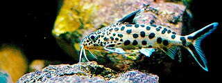 Synodontis-multipunctatus