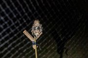Near the mist net, we place a decoy – a model owl that Martin calls Franta.