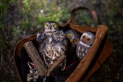 After the biologist measures, weighs, and takes a genetic sample from the owl, we release it back into the wild. We pack up our “Franta” decoys and move on.