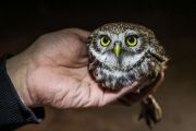 Následující fotoreportáž vás přenese do severozápadních Čech. Do míst, kam nejezdí moc výletníků, přestože krajina je krásná, kopcovitá, s řidším osídlením, protkaná menšími zemědělskými usedlostmi. Jedná se o jedno z mála míst, kde ještě v Česku můžeme zahlédnout sýčka obecného. 