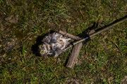 A jak na Frantu sýčci reagují? „Jsou tři typy samečků. Prvním říkám agresoři – ti se většinou rychle chytí, protože Frantu přímo atakují. Druhý typ jsou vyjednavači, ti poletují kolem sítě, poposedávají, houkají a snaží se konkurenta nějak urovnat, ale nakonec se chytí. A pak jsou ignoranti – s těmi je to těžké, ty prostě do sítě nenaženeme,“ usmívá se biolog.